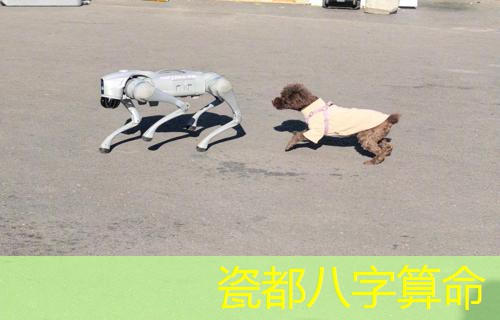  瓷都八字算命