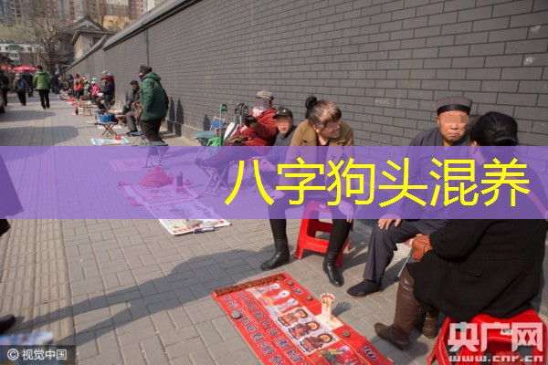  八字狗头混养