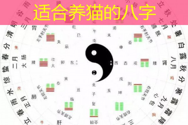  适合养猫的八字