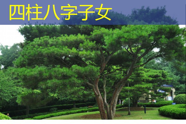  四柱八字子女